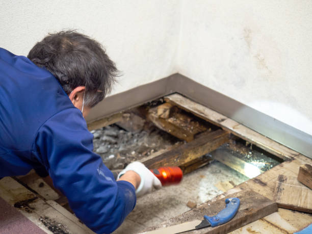 Best Attic Mold Removal  in Janesville, WI