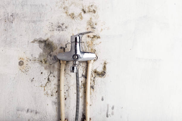 Best Residential Mold Removal  in Janesville, WI