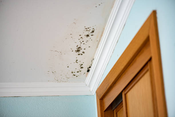 Best Water Damage Restoration  in Janesville, WI