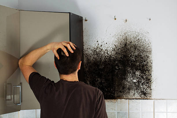Best Toxic Mold Removal  in Janesville, WI