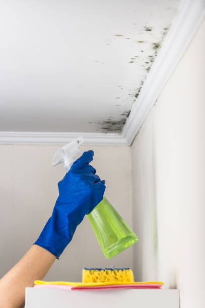 Best Certified Mold Removal  in Janesville, WI